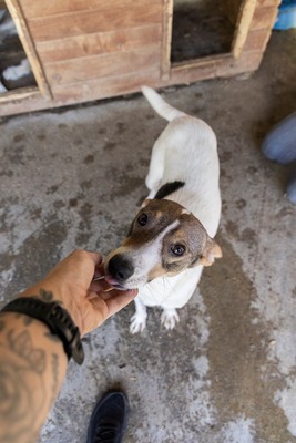 Lila – kleines Sonnenscheinchen mit großem Charme sucht ihre Menschen! ☀️🐾, Mischling - Hündin