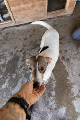 Lila – kleines Sonnenscheinchen mit großem Charme sucht ihre Menschen! ☀️🐾, Mischling - Hündin