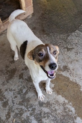 Lila – kleines Sonnenscheinchen mit großem Charme sucht ihre Menschen! ☀️🐾, Mischling - Hündin