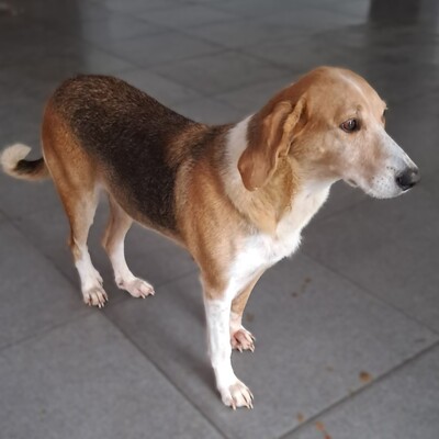 Lila - zart, feinfühlig und sehr respektvoll / Reserviert, gr. Bracken-Mischling - Hündin