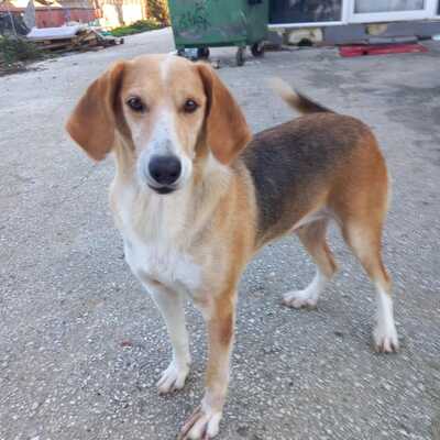 Lila - zart, feinfühlig und sehr respektvoll / Reserviert, gr. Bracken-Mischling - Hündin