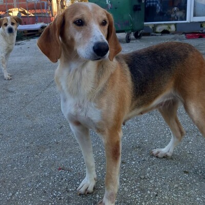 Lila - zart, feinfühlig und sehr respektvoll / Reserviert, gr. Bracken-Mischling - Hündin