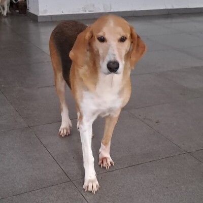 Lila - zart, feinfühlig und sehr respektvoll / Vorgemerkt