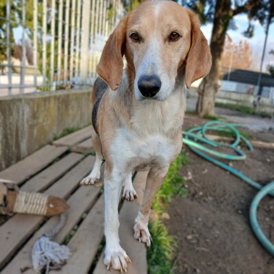 Lila - zart, feinfühlig und sehr respektvoll / Vorgemerkt, gr. Bracken-Mischling - Hündin