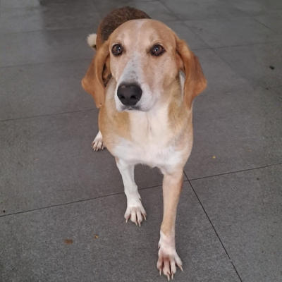 Lila - zart, feinfühlig und sehr respektvoll, gr. Bracken-Mischling - Hündin