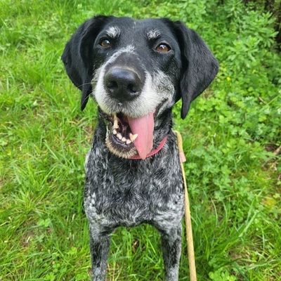 Lili Braque Mix Hündin sucht ein Zuhause, mit Video, Braque - Hündin