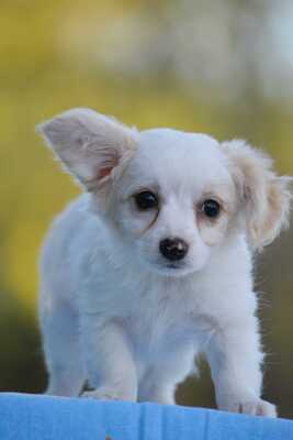 Lili möchte gerne eine eigene Familie, Chihuahua-Yorki-Mischling Welpen - Hündin