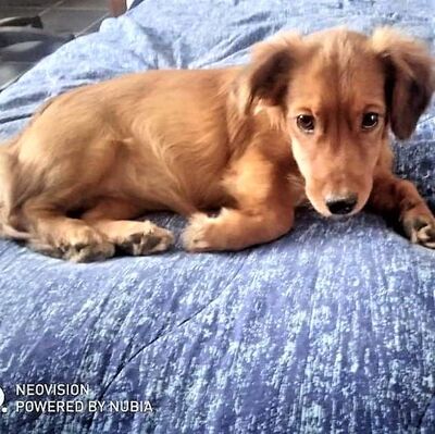 Lili zuckersüße Welpenmaus sucht..., Welpen - Hündin