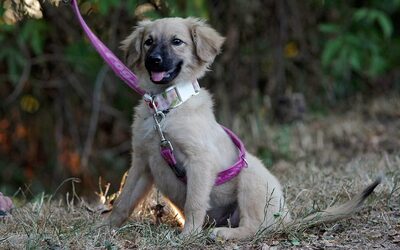 Liliana, Mischling Welpen - Hündin