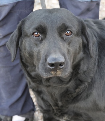 Liliana, Mix - Hündin