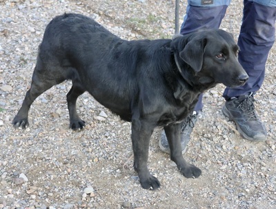 Liliana, Mix - Hündin