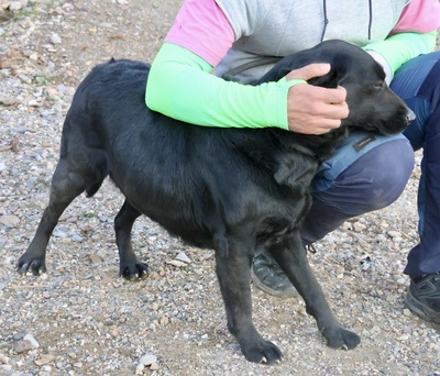 Liliana, Mix - Hündin