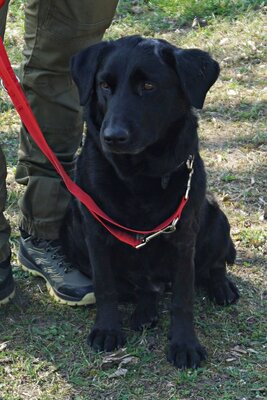 Liliana, Mix - Hündin