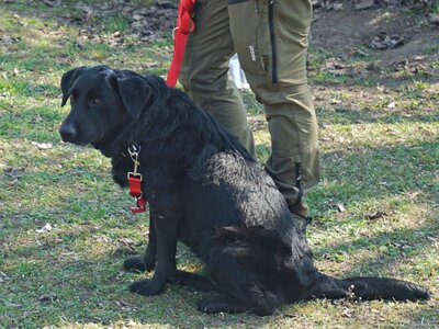 Liliana, Mix - Hündin
