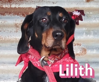 Lilith, Bracke - Hündin