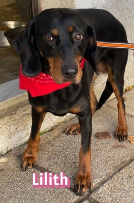 Lilith, Bracke - Hündin