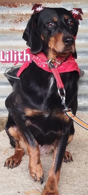 Lilith, Bracke - Hündin