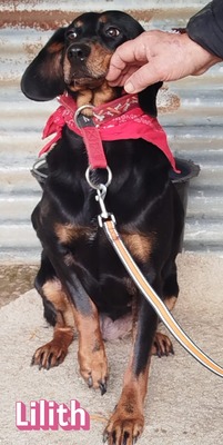 Lilith, Bracke - Hündin