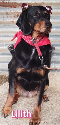Lilith, Brandlbracke - Hündin