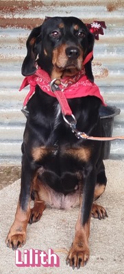 Lilith, Brandlbracke - Hündin