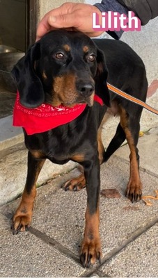 Lilith, Brandlbracke - Hündin