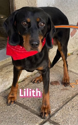 Lilith, Brandlbracke - Hündin