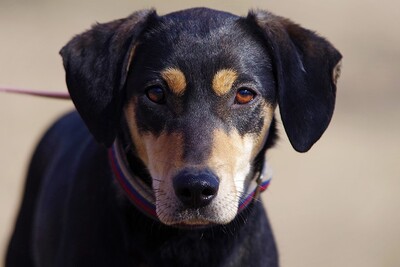 Lilla, Pinscher-Mischling Welpen - Hündin