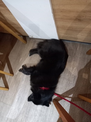 Lilli, Deutscher Großspitz - Hündin