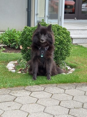 Lilli, Deutscher Großspitz - Hündin