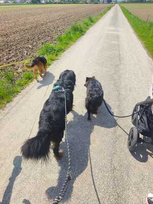 Lilli, Deutscher Großspitz - Hündin