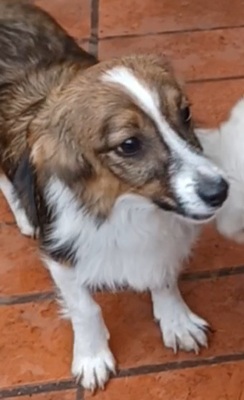 Lilli, Mischling - Hündin
