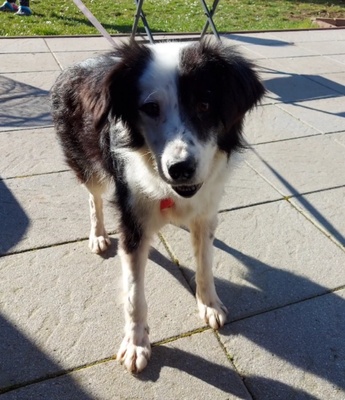 Lilli, Mix - Hündin