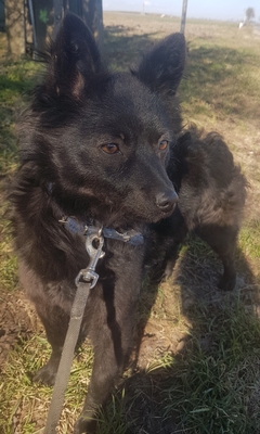 Lilli, Pomeranien Mix - Hündin