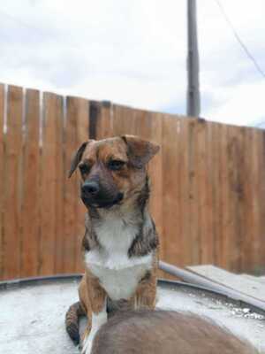 Lilli sucht ihr Für immer Sofa mit Herz, Mischling - Hündin