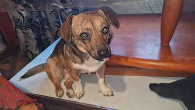 Lilli sucht ihr Für immer Sofa mit Herz, Mischling - Hündin