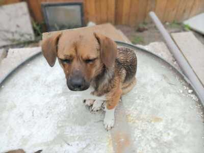 Lilli sucht ihr Für immer Sofa mit Herz, Mischling - Hündin