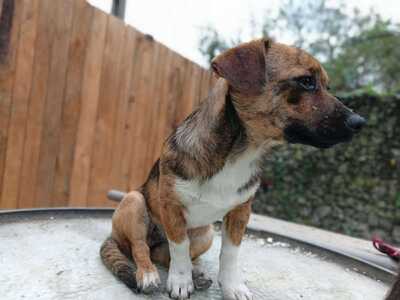 Lilli sucht ihr Für immer Sofa mit Herz, Mischling - Hündin