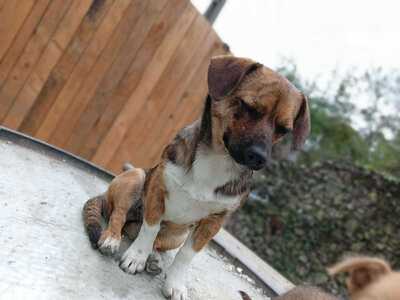 Lilli sucht ihr Für immer Sofa mit Herz, Mischling - Hündin