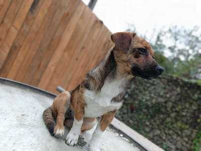 Lilli sucht ihr Für immer Sofa mit Herz, Mischling - Hündin