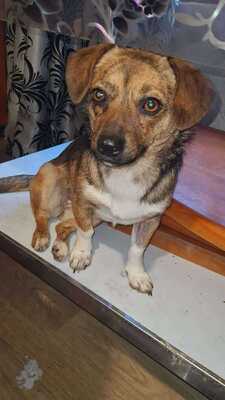 Lilli sucht ihr Für immer Sofa mit Herz, Mischling - Hündin