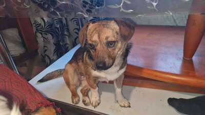 Lilli sucht ihr Für immer Sofa mit Herz, Mischling - Hündin