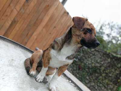 Lilli sucht ihr Für immer Sofa mit Herz, Mischling - Hündin