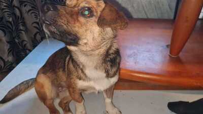 Lilli sucht ihr Für immer Sofa mit Herz, Mischling - Hündin