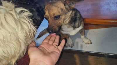 Lilli sucht ihr Für immer Sofa mit Herz, Mischling - Hündin