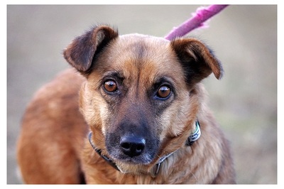 Lillibeth, Mischling - Hündin