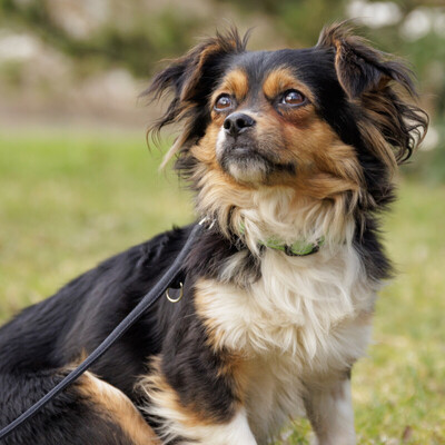 Lillie Lou, Mix - Hündin