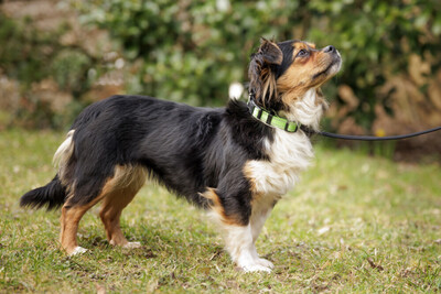 Lillie Lou, Mix - Hündin