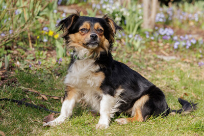 Lillie Lou, Mix - Hündin