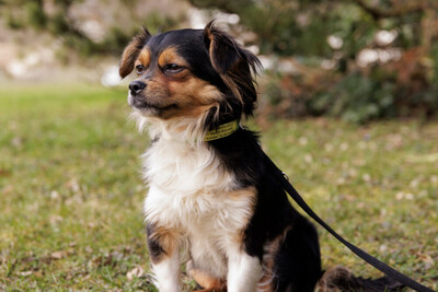 Lillie Lou, Mix - Hündin