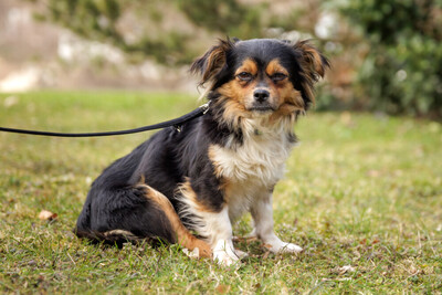 Lillie Lou, Mix - Hündin